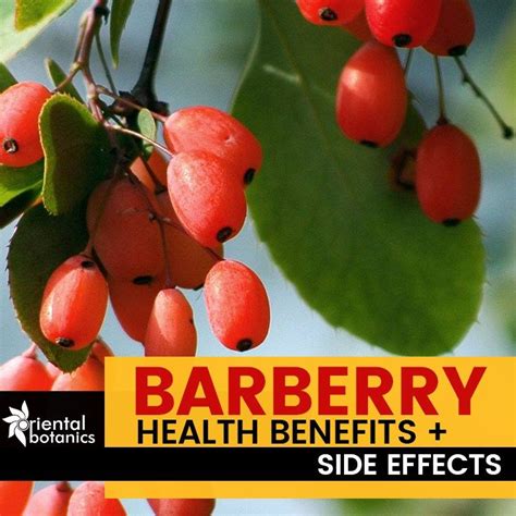 barberry benefits and side effects.